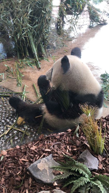 Panda im Zoo